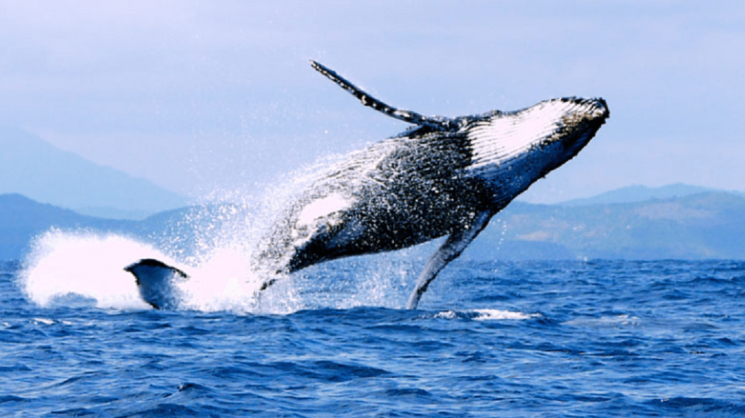 Le peuple des Chevaux