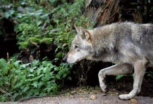 ANIMAUX-ZOO-INSOLITE