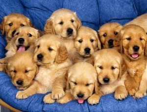 Le Peuple des Chiens