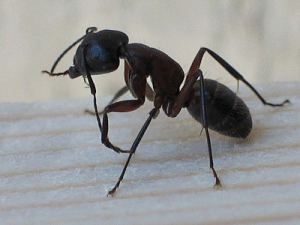 fourmis